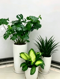 镇海绿植租赁设备-慈溪花木租摆新闻-镇海室内绿植租赁-镇海花卉租赁设备